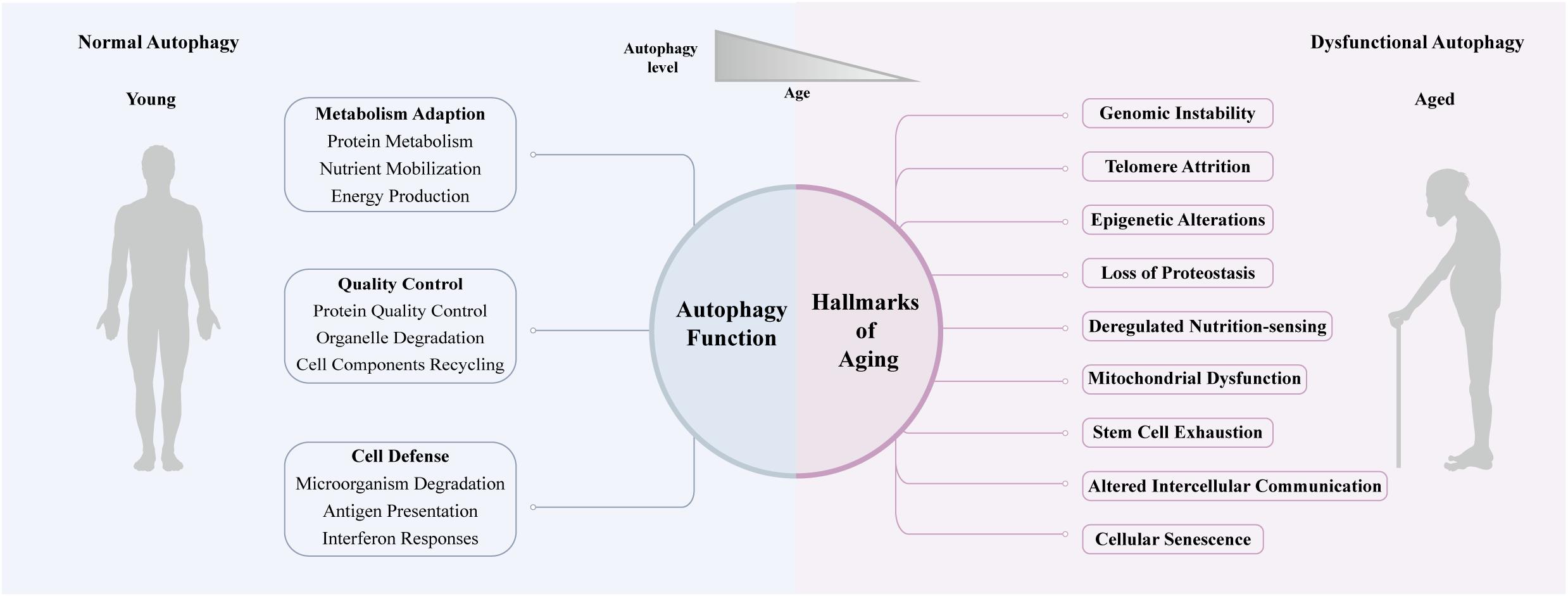 autophagy-decline-with-age.jpg